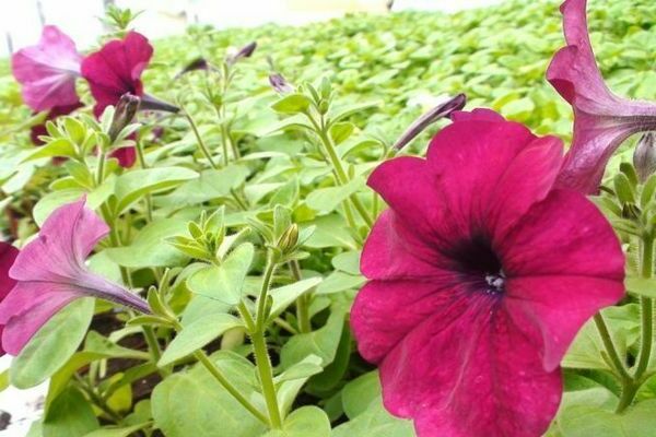 por que a petúnia não floresce