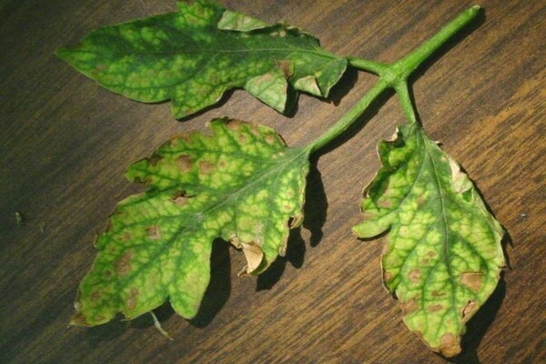 potassium humate for tomatoes