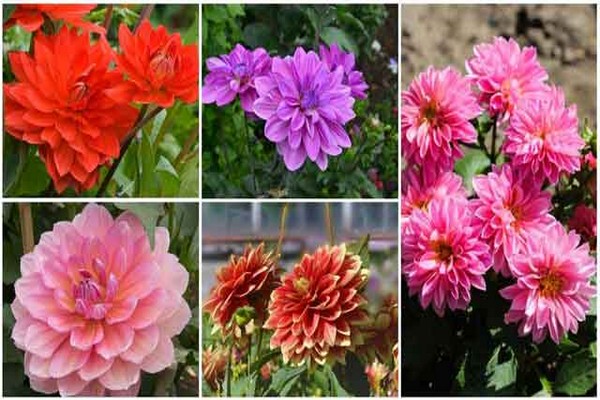 dahlias varieties + with photo