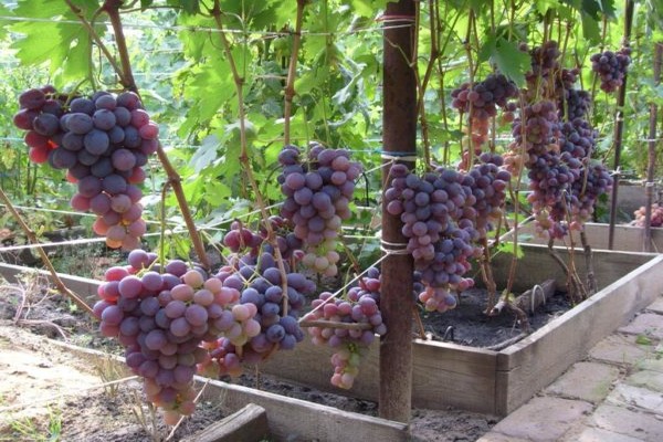 grape sort