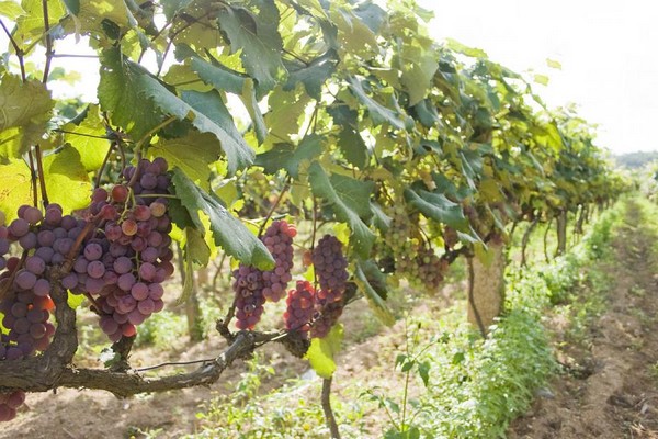 lowland grapes description