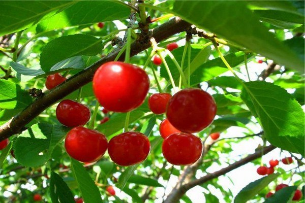 varieties of cherries