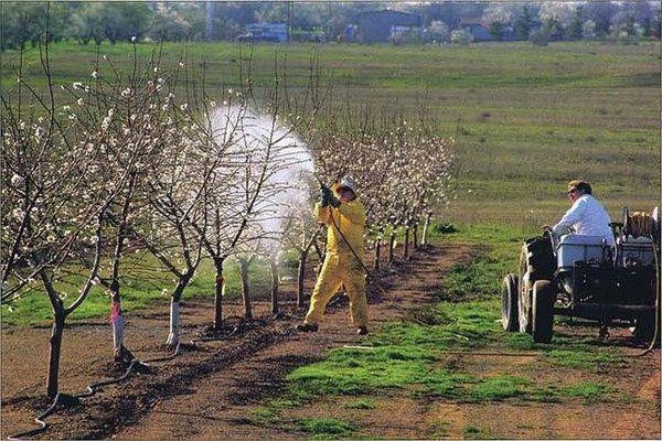transformation des pommes en automne