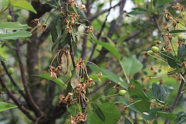 cherry processing in autumn