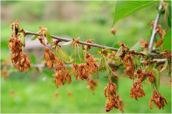 cherry processing + for diseases
