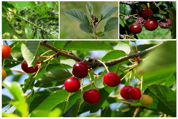 post-harvest cherry processing
