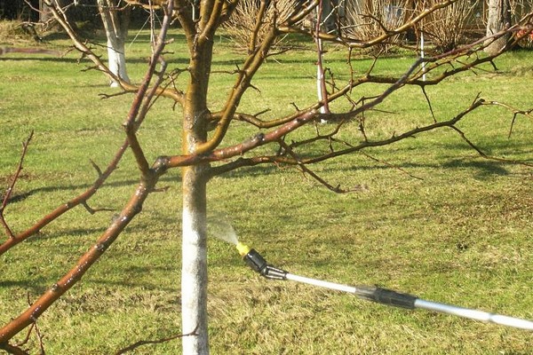 post-harvest cherry processing