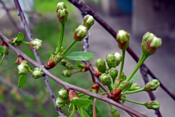 cherry processing + from pests