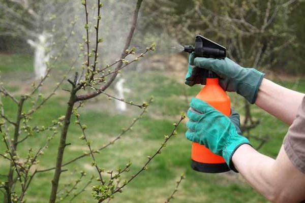 transformation des pommiers en été