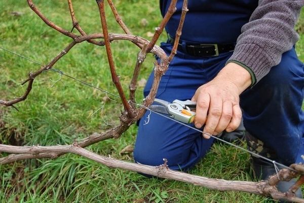 taille des raisins d'été