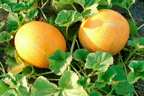 determine melon maturity