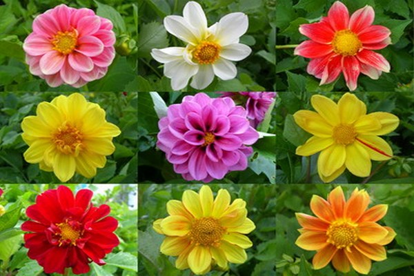 dahlias varieties + with photo