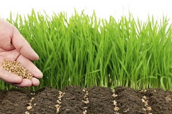 green manure oats + when to sow + and + when to bury