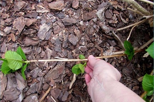 clematis growing conditions