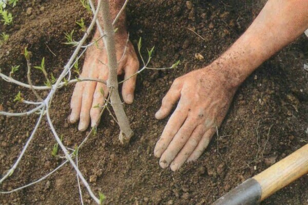 replantar cerejas