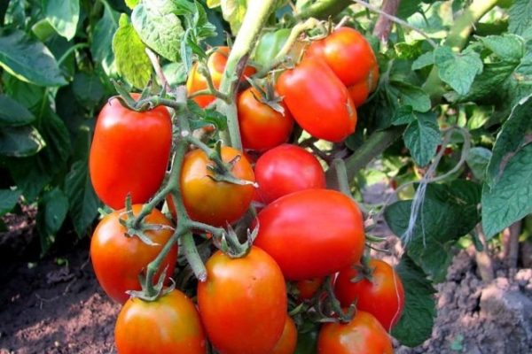 persil jardinier tomate avis
