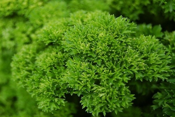 Curly parsley