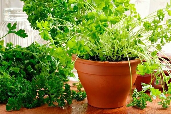 parsley in winter