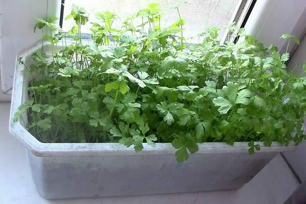 parsley in winter