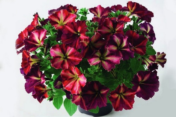 Hybrid petunias