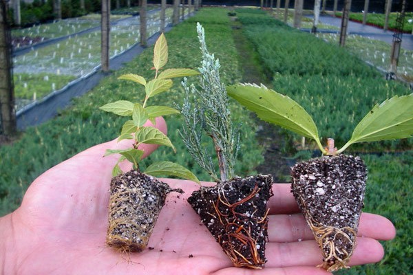 Hybrid petunias