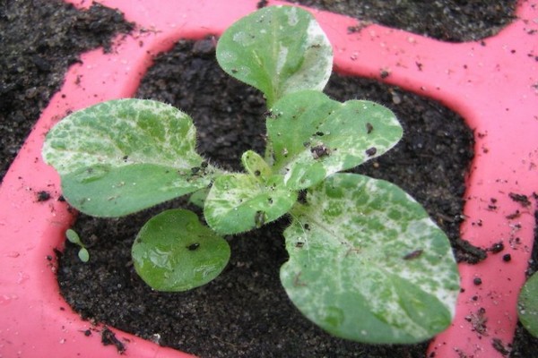 Hybrid petunias