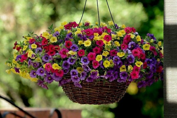 Petunia Calibrachoa: photo of the appearance