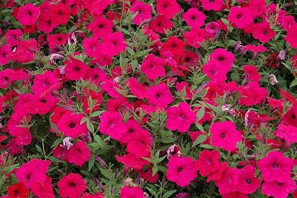 pétunia taydal