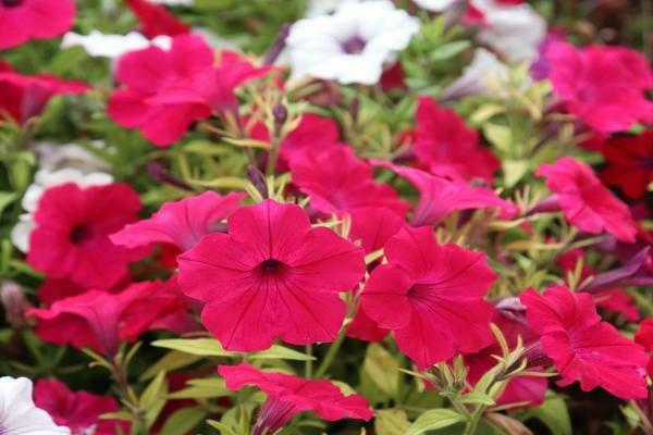 petunia taydal