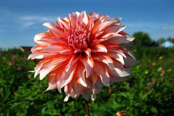 feed the dahlias