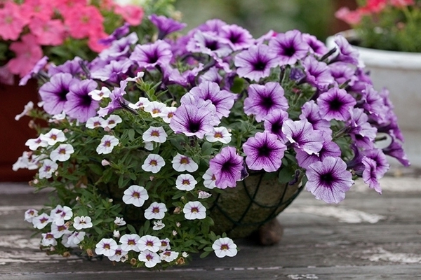 comment arroser le pétunia