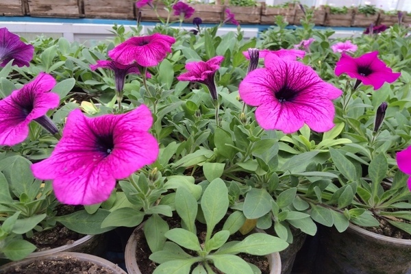 comment arroser le pétunia