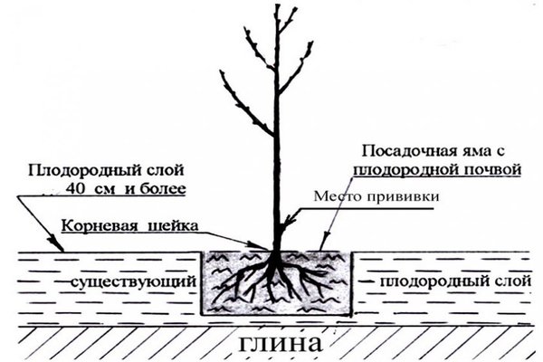 plantar cerejas