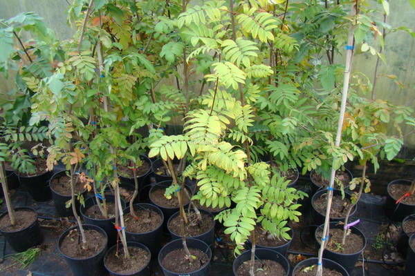 plantar sorveira
