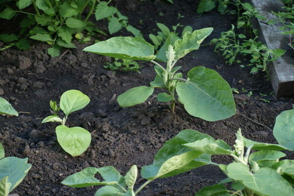 planting eggplant
