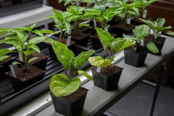 planting eggplant