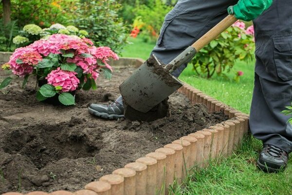 planter des hortensias