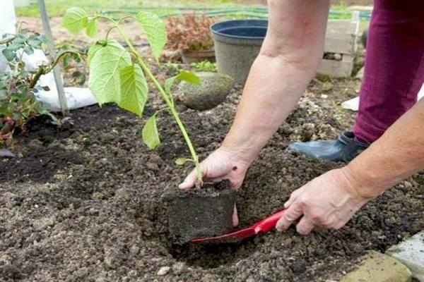planter des hortensias