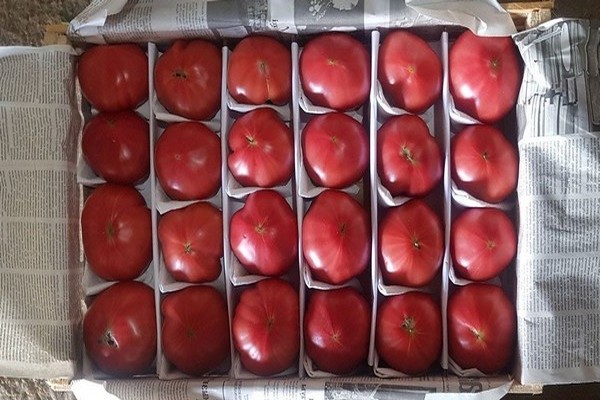 tomatoes pink paradise