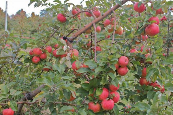 pommier
