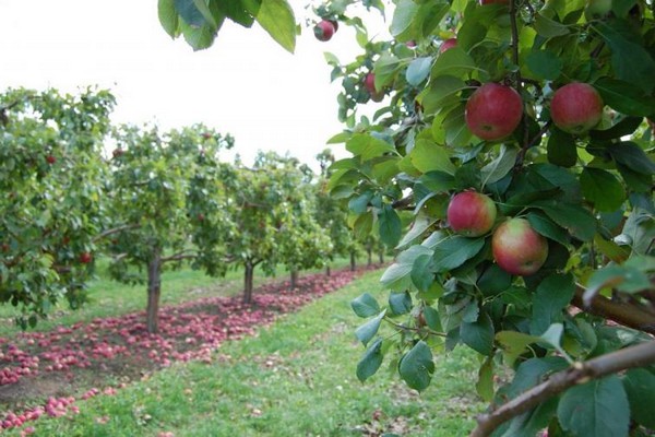 photo de lanterne de pommier