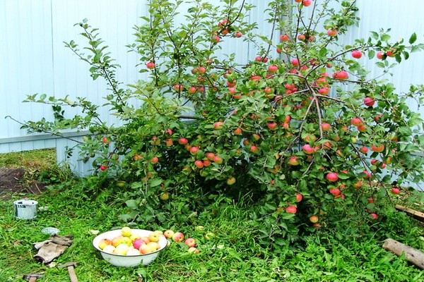 variété de pommier terre-à-terre