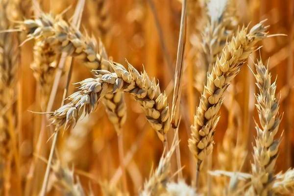 wheat as green manure in autumn