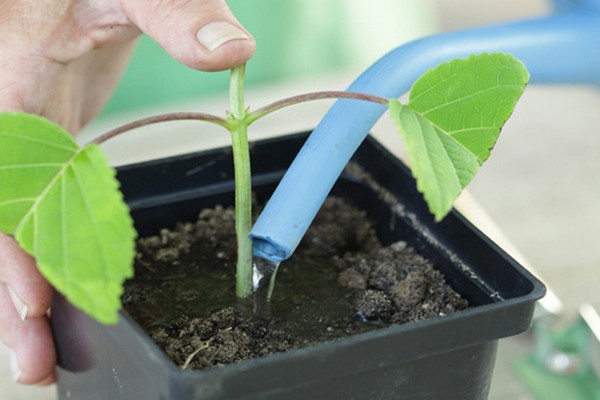 + how to propagate panicle hydrangea