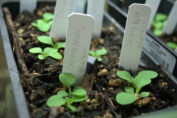 + how to propagate hydrangea by cuttings