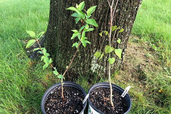 propagation of cherries by growth