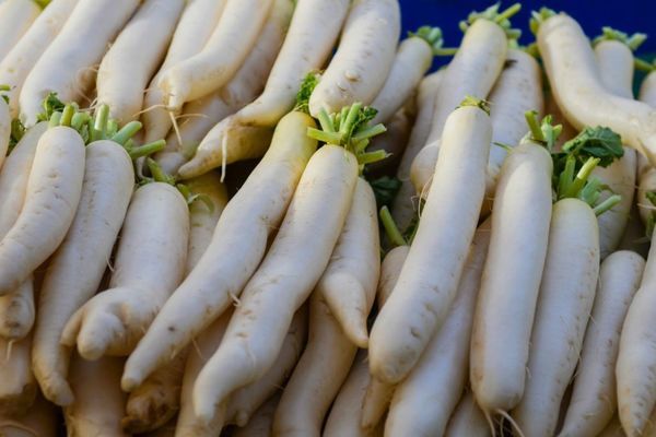 soin radis daikon