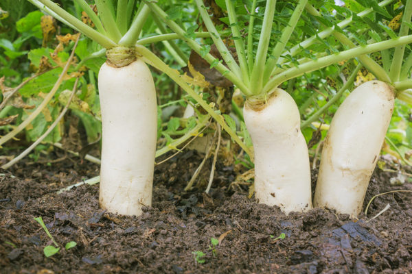 radis daikon
