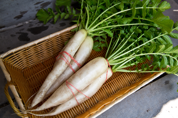 planter du radis daikon