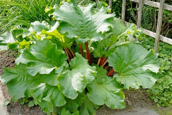variétés de rhubarbe + et types de photos